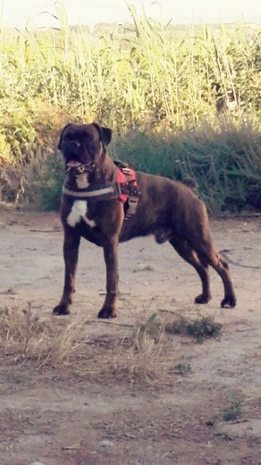 Boxer Danko